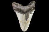 Bargain, Megalodon Tooth - North Carolina #83948-2